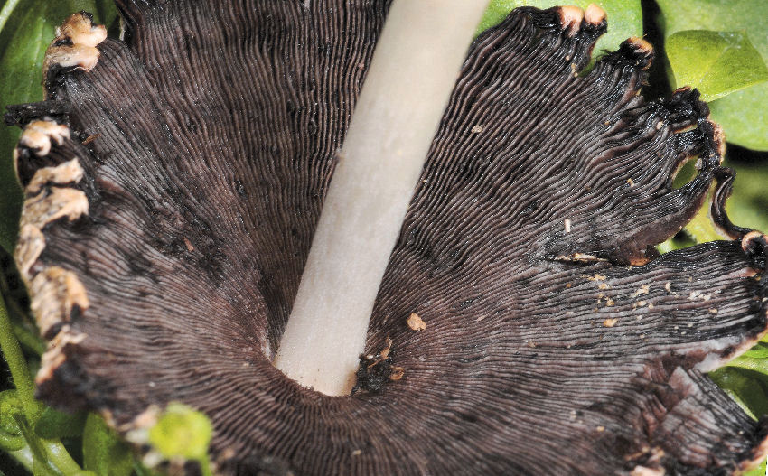 Cappello e imenio di coprinus